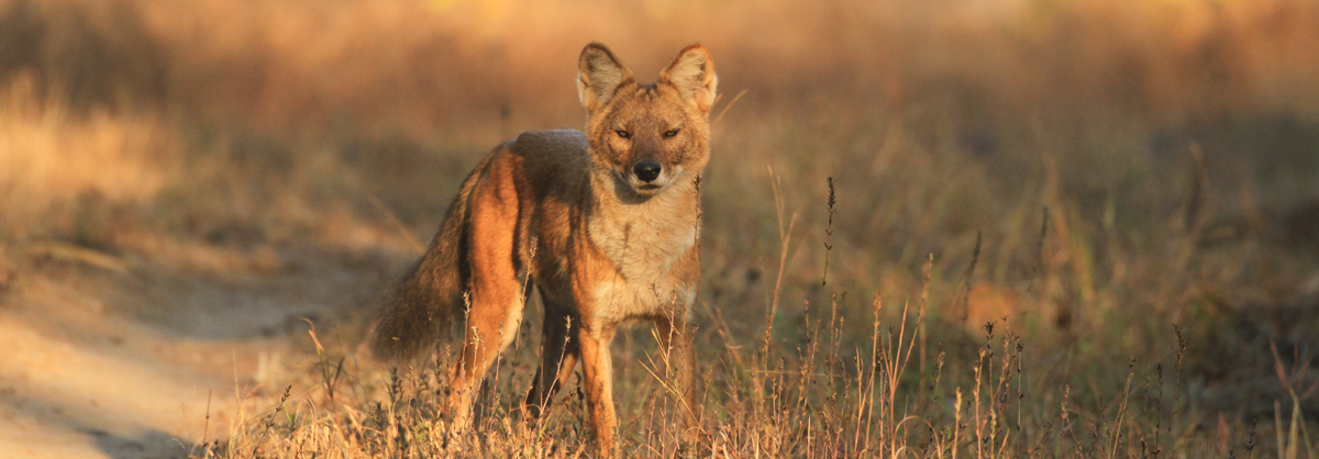 Dhole by Davidvraju