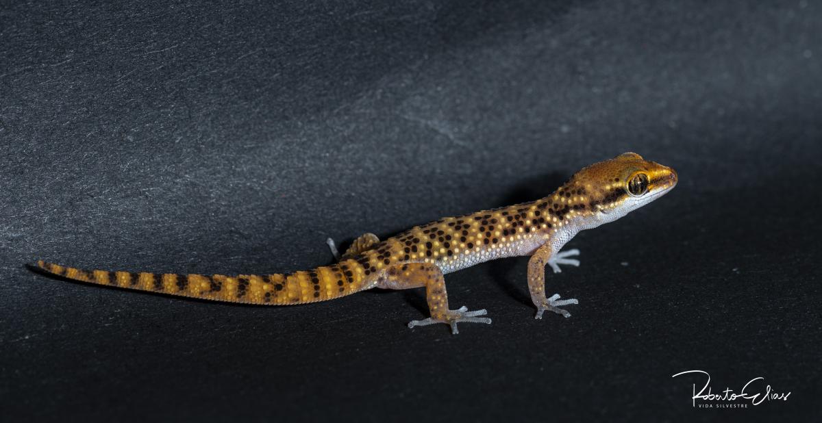 Lima leaf-toed gecko